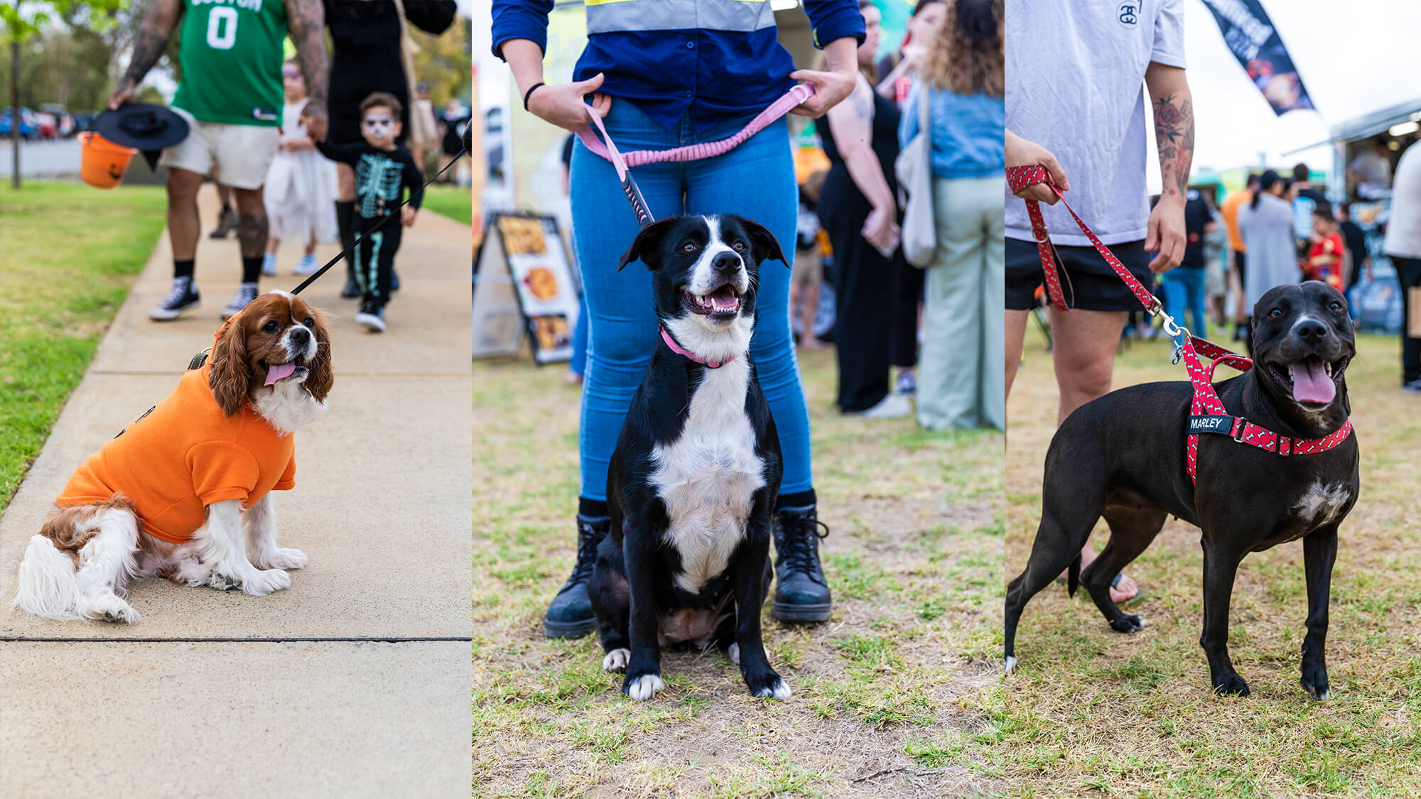 Meet and Treat in the park - Baldivis Parks Halloween Lantern Markets 2024